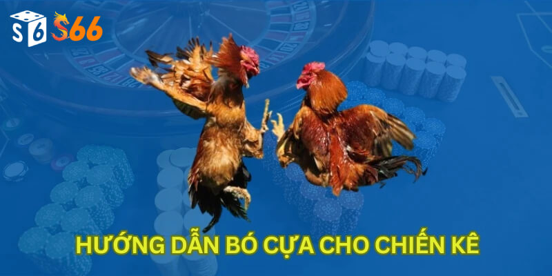 Hướng dẫn bó cựa cho chiến kê