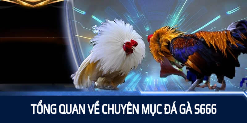 Tổng quan về chuyên mục đá gà S666